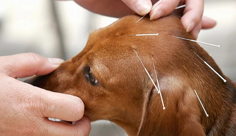 Afinal, o Que é Acupuntura Para Cães? Uma Visão Simples e Direta