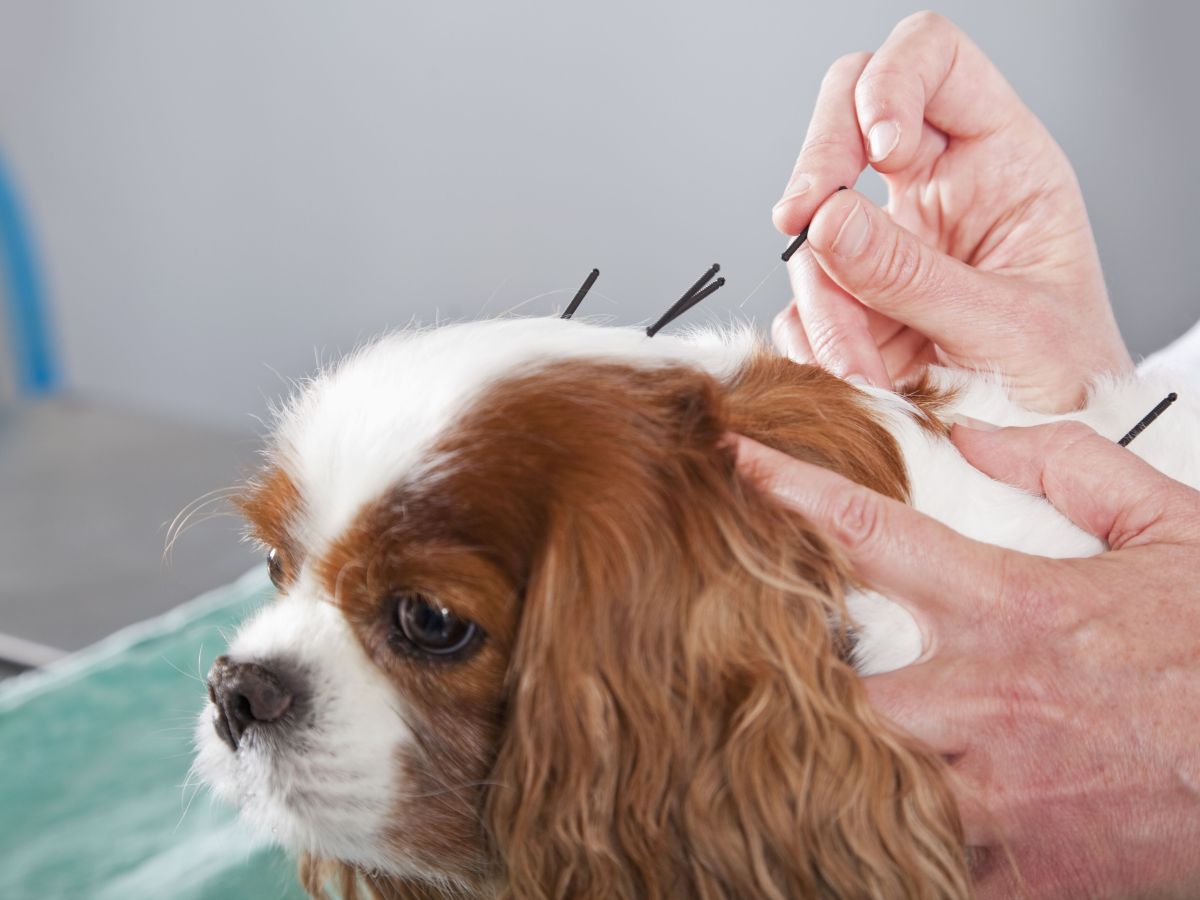 Benefícios Comprovados: O Alívio que Seu Cão Merece