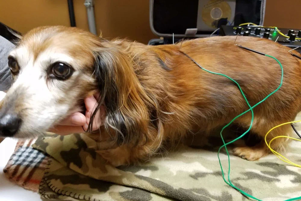 Acupuntura e Outras Terapias: Uma Abordagem Integrativa para Seu Cão