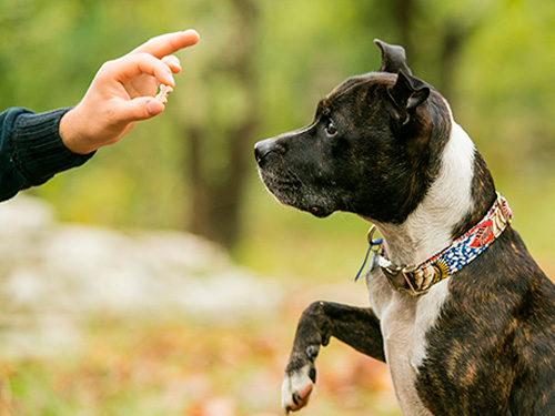 Compreendendo a Linguagem Corporal do Seu Cão - inspiração 2