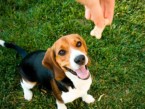 Lidando com Comportamentos Indesejados de Forma Positiva - inspiração 2