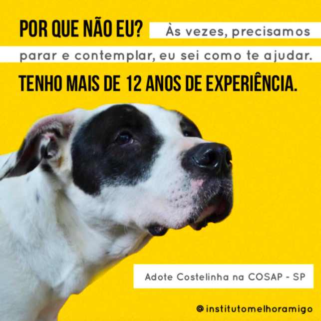 Adoção de Cães Idosos: As Vantagens Inesperadas de um Amor Maduro