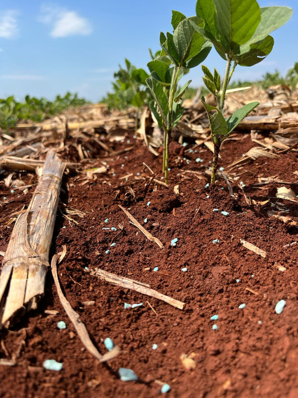 Perguntas Frequentes Sobre Adubação de Cobertura: Tire Suas Dúvidas Agora - inspiração 1