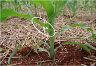 Perguntas Frequentes Sobre Adubação de Cobertura: Tire Suas Dúvidas Agora - inspiração 2