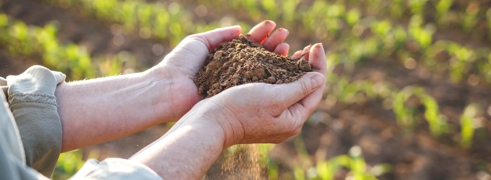 Adubação de Cobertura Para Hortaliças: Mais Sabor e Saúde no Seu Prato - inspiração 1