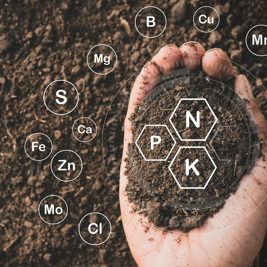 Jardim Ornamental Bombando: Adubação de Cobertura Para Flores Mais Vivas - inspiração 1