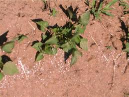 Jardim Ornamental Bombando: Adubação de Cobertura Para Flores Mais Vivas - inspiração 2