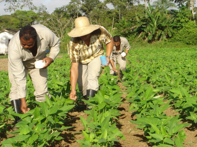 Cuidados Pós-Adubação: O Que Fazer Para Potencializar o Efeito - inspiração 1