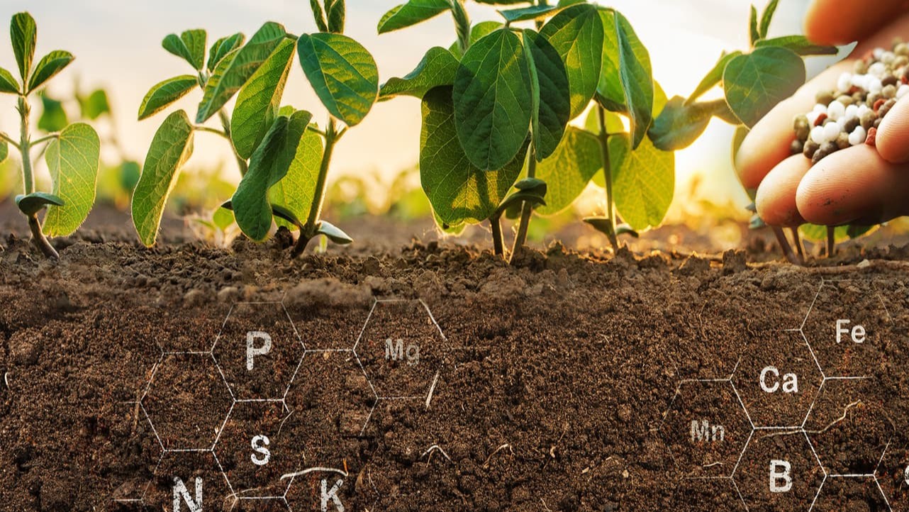 Cuidados Pós-Adubação: O Que Fazer Para Potencializar o Efeito - inspiração 2