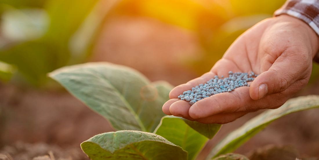 Erros Frequentes na Adubação de Cobertura e Como Evitá-los - inspiração 1