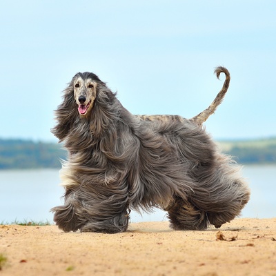 A Arte de Escovar o Pelo Longo e Sedoso: Rotina Essencial - inspiração 1