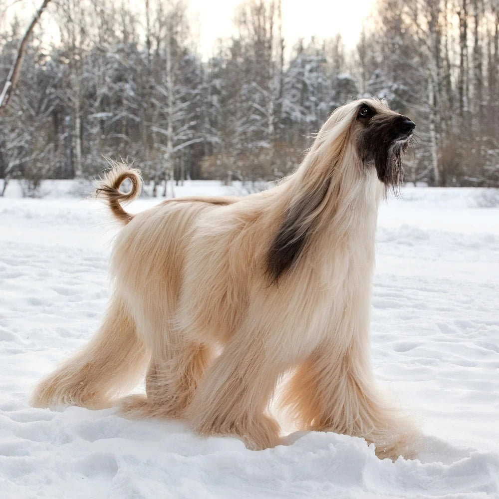 Nutrição de Campeão: A Dieta Ideal para a Saúde e Energia - inspiração 2