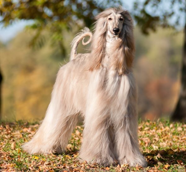 Saúde do Afghan Hound: Prevenção e Atenção às Doenças Comuns - inspiração 1