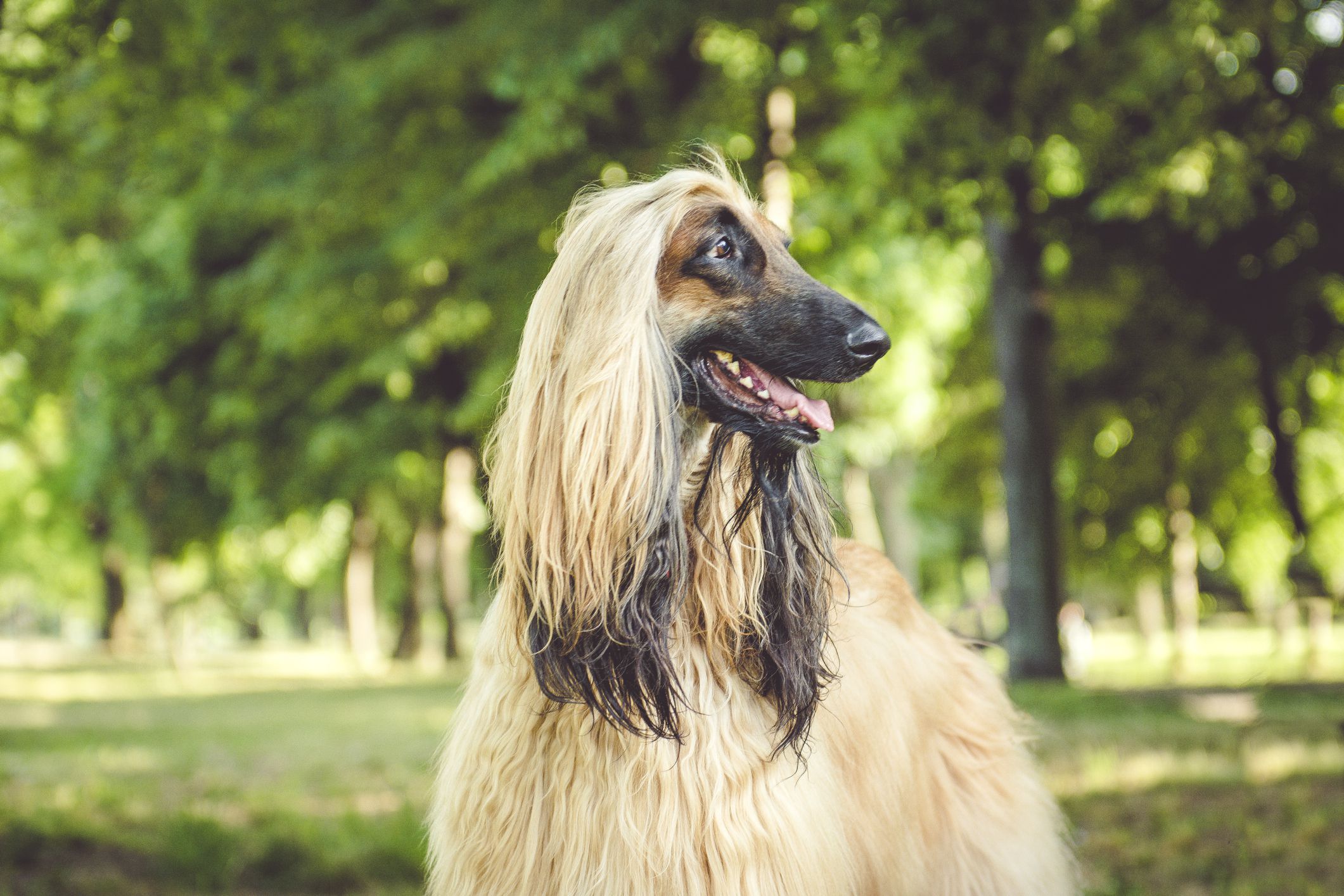 Saúde do Afghan Hound: Prevenção e Atenção às Doenças Comuns - inspiração 2