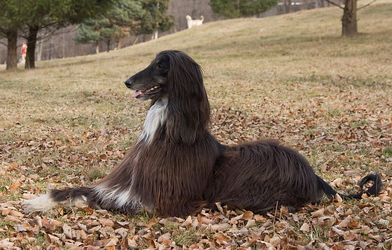 Treinamento com Paciência e Consistência: Entendendo a Inteligência Independente - inspiração 1