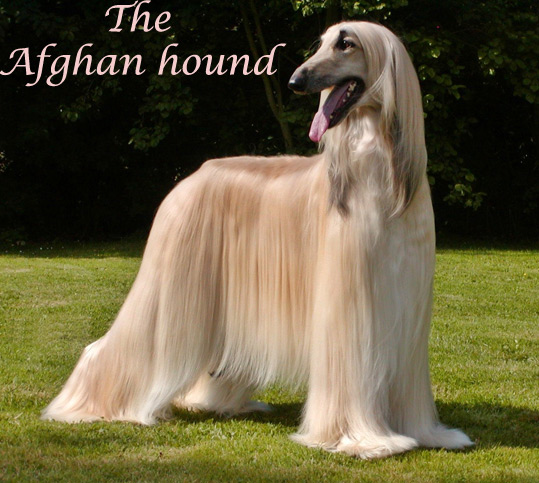 Treinamento com Paciência e Consistência: Entendendo a Inteligência Independente - inspiração 2