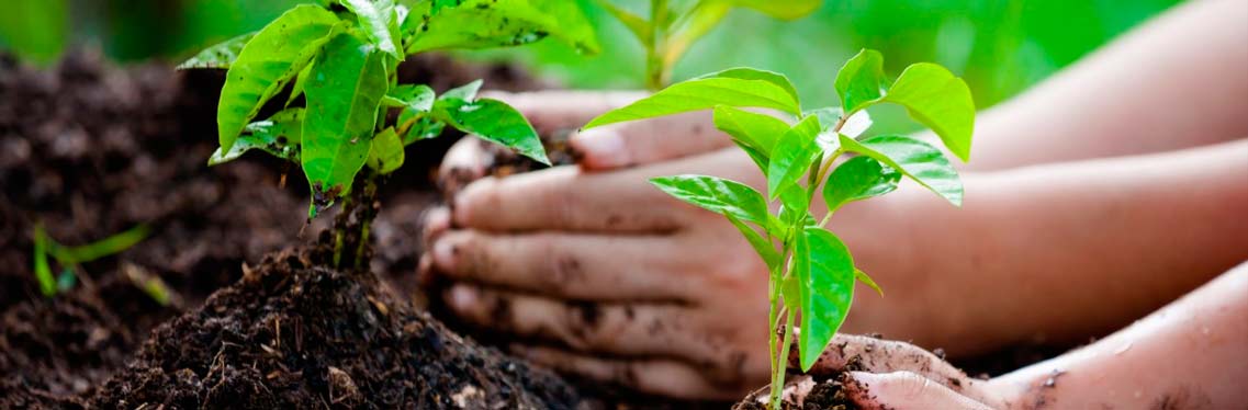 O que é Agricultura Familiar e sua Essência para a Bioeconomia - inspiração 2