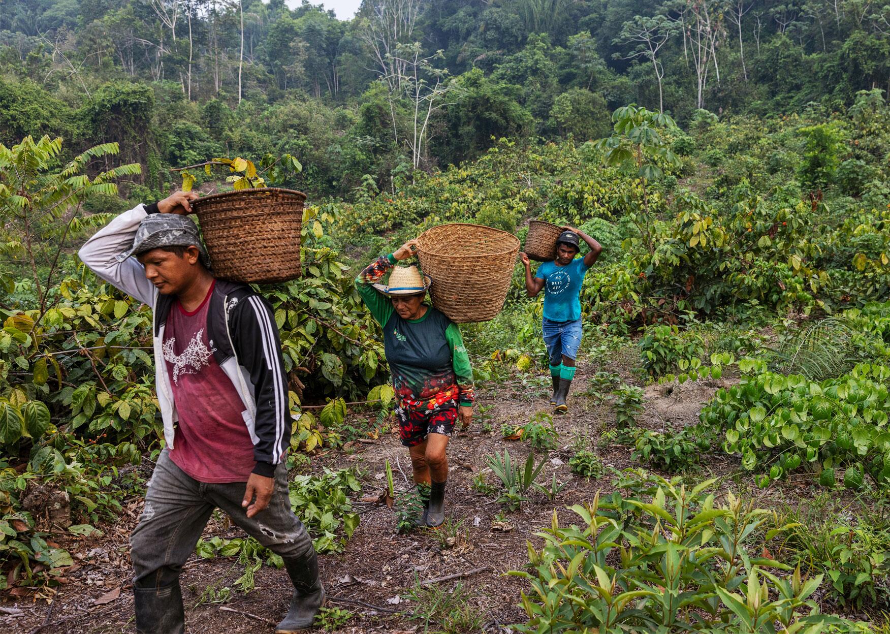 Práticas Sustentáveis: A Base da Bioeconomia no Campo - inspiração 2