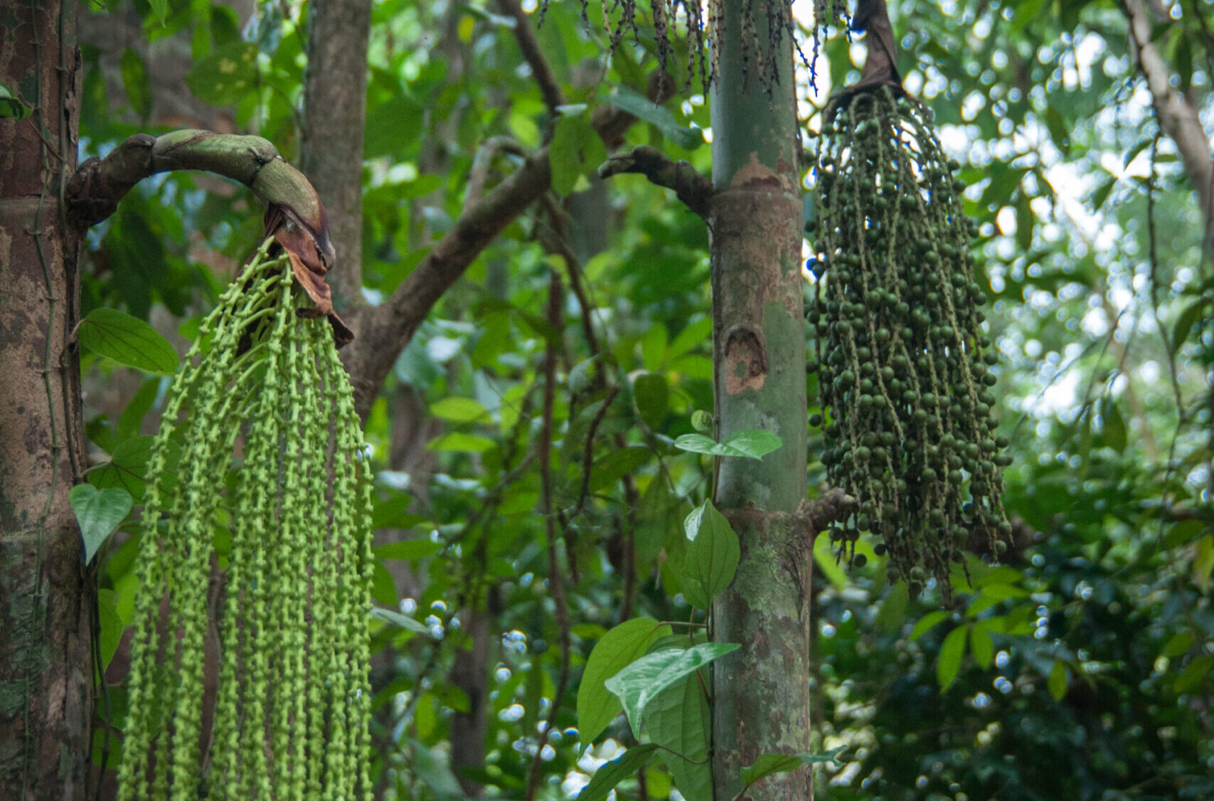 Jovens no Campo: Garantindo o Futuro da Produção Sustentável - inspiração 1