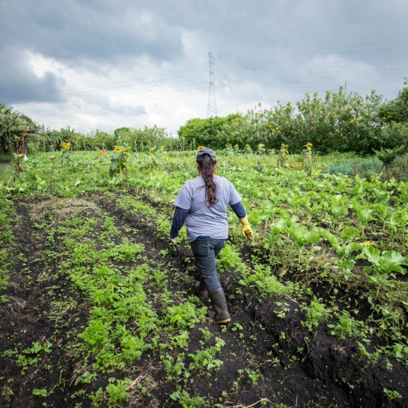 Agrofloresta: Plantando Mais que Alimentos, Plantando o Futuro - inspiração 2