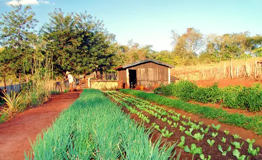 A Importância da Informação: Clima e Mercado na Palma da Mão - inspiração 1