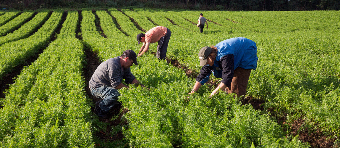 Escolhendo as Culturas Certas: Do Clima à Demanda do Mercado - inspiração 1