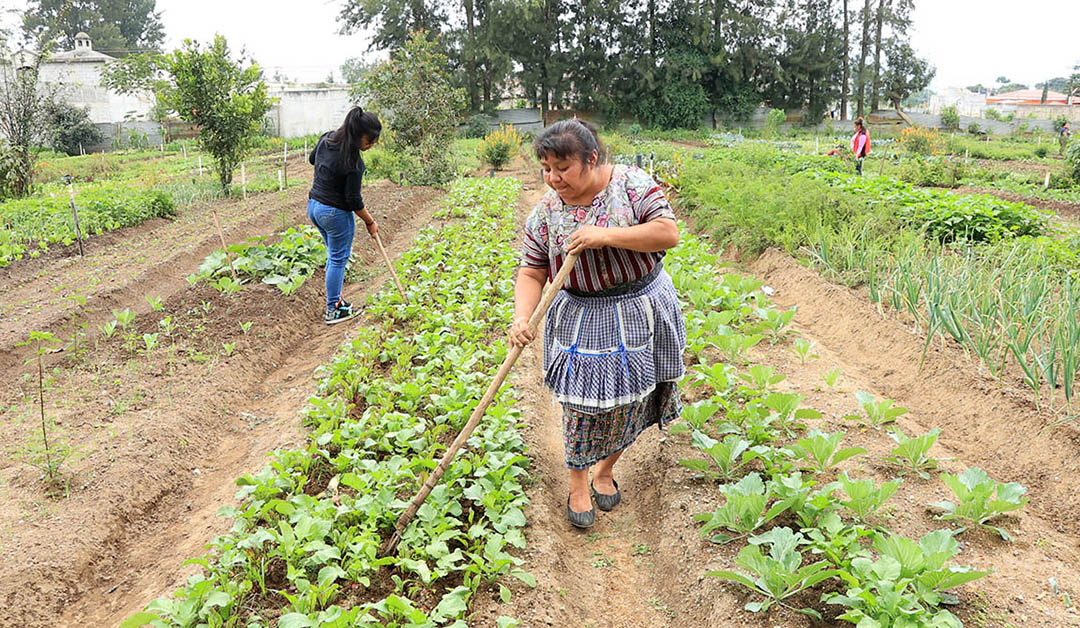 Manejo Integrado de Pragas e Doenças: Protegendo Sua Lavoura Naturalmente - inspiração 1
