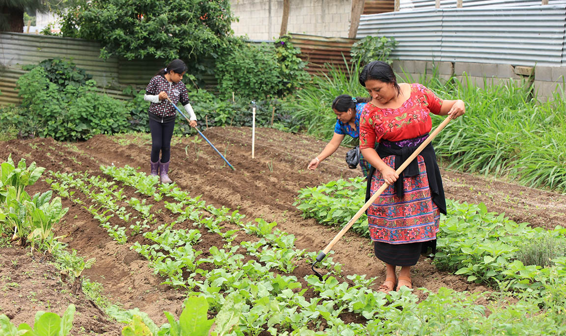 Colheita no Ponto Certo: Do Campo para a Sua Mesa com Frescor - inspiração 1