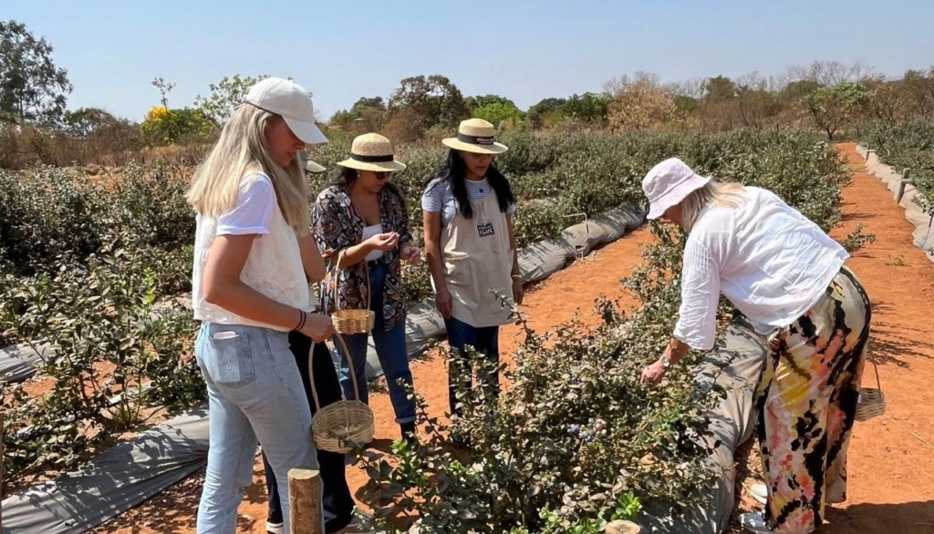 Escolhendo as Culturas Certas para Cada Região - inspiração 2