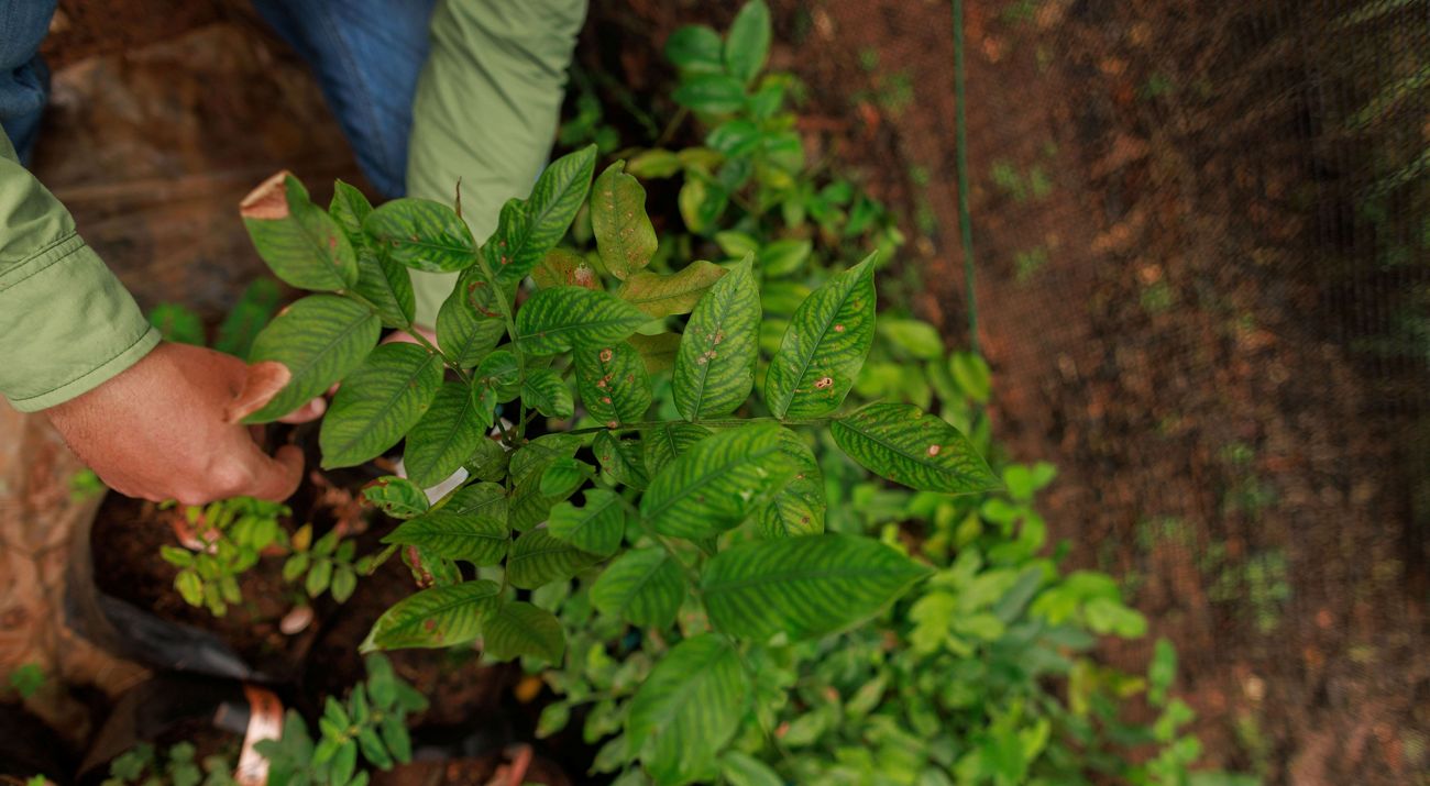 Técnicas de Irrigação Eficientes e Econômicas - inspiração 1