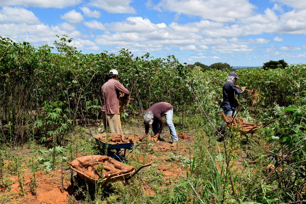 Manejo Integrado de Pragas e Doenças - inspiração 2
