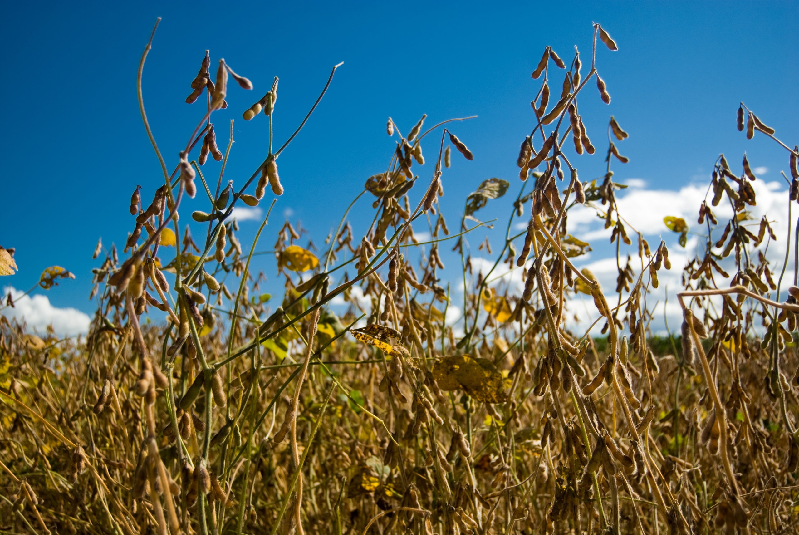 Plantio Direto: Conservando a Terra e a Água - inspiração 2