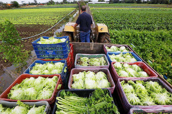 Técnicas que Multiplicam: Do Plantio à Colheita, Otimizando o Rendimento - inspiração 2