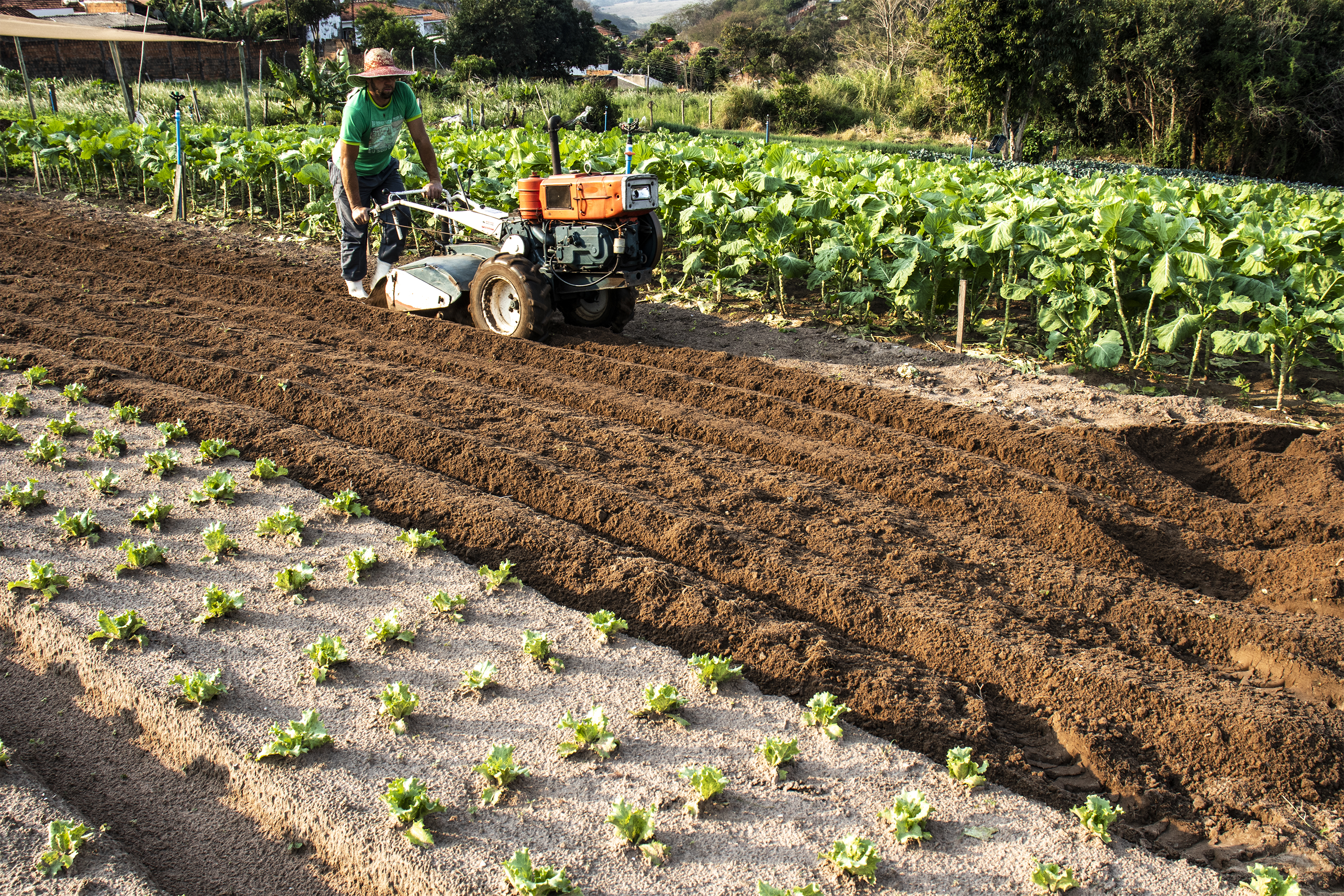 Conectando Sabores: Estratégias de Comercialização Direta e Feiras Livres - inspiração 2