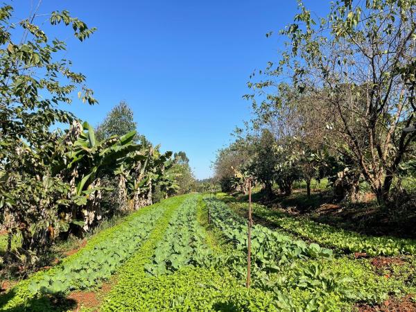 Sustentabilidade em Cada Grão: Práticas Ecológicas para um Futuro Verde - inspiração 1
