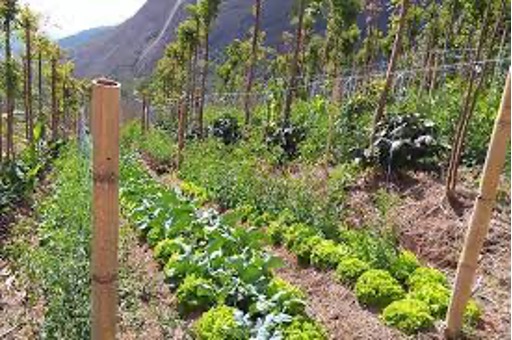 Escolhendo as Plantas Certas: A Arte da Consorciação - inspiração 2