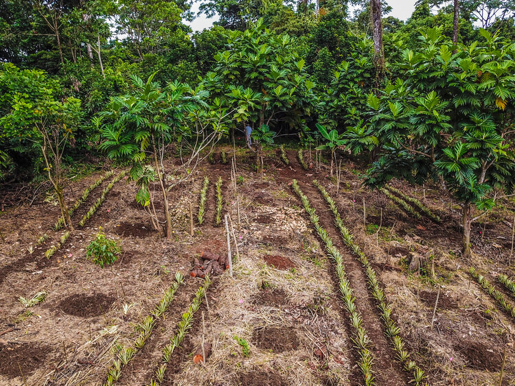 Entendendo as Camadas de Crescimento na Sintropia - inspiração 1