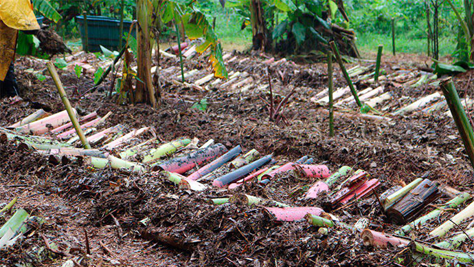 Entendendo as Camadas de Crescimento na Sintropia - inspiração 2