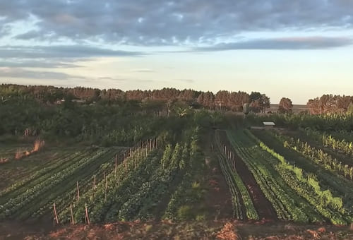 A Importância da Biomassa e da Adubação Verde - inspiração 2