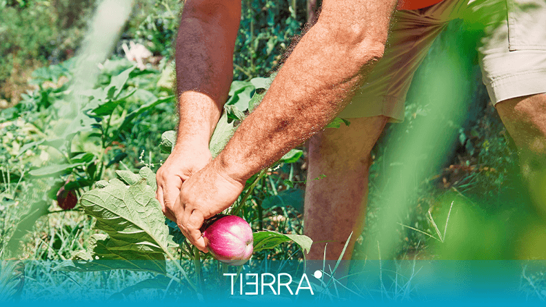 Como a Sintropia Equilibra Pragas e Doenças Naturalmente - inspiração 1