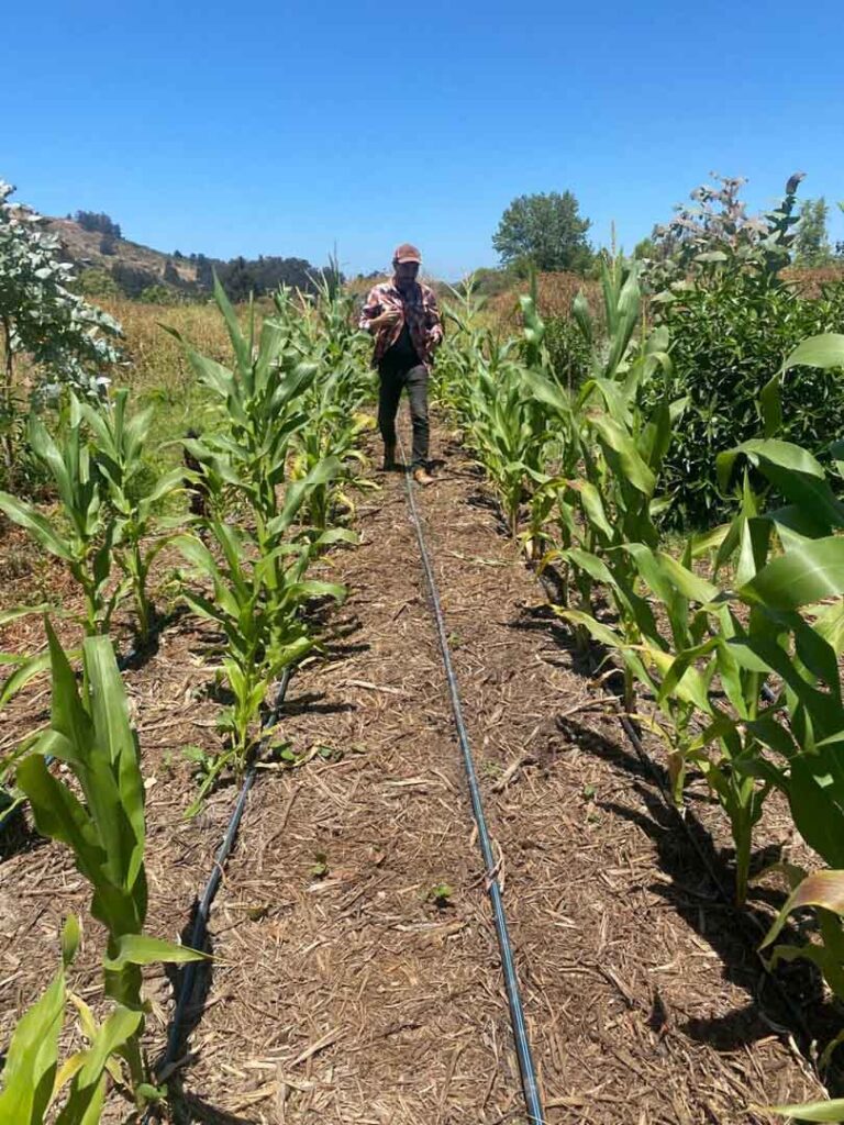 Como a Sintropia Equilibra Pragas e Doenças Naturalmente - inspiração 2