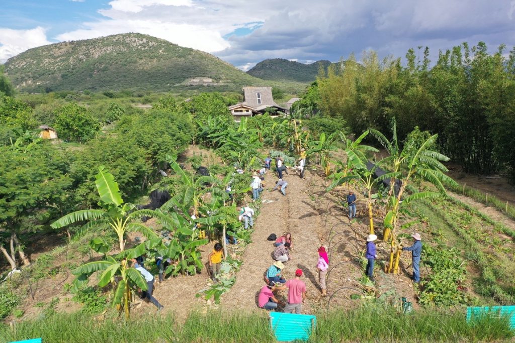 Planejamento do Espaço: Maximizando a Produção no Seu Quintal - inspiração 1