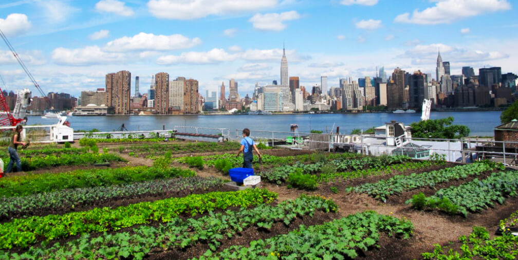 Escolhendo o Local Ideal: Sol e Ventilação para Suas Plantas - inspiração 1