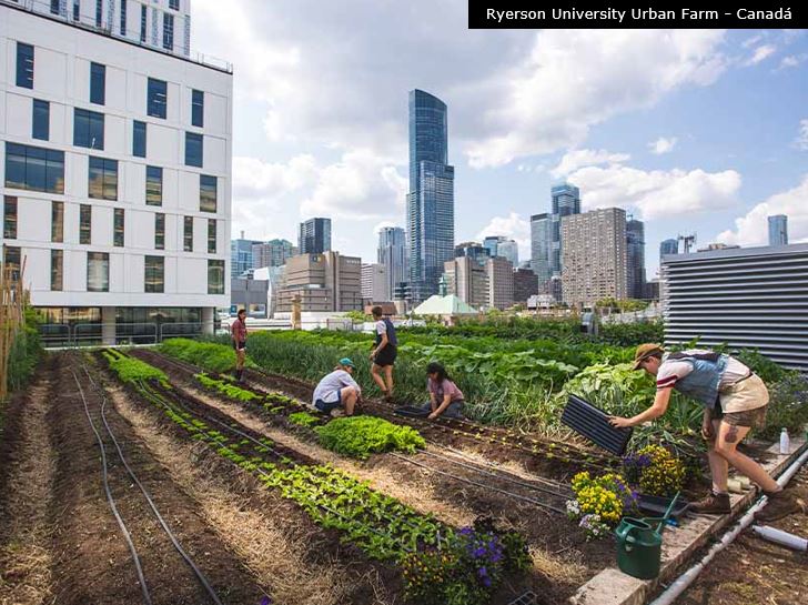 Solo Perfeito: Nutrição Essencial para o Crescimento Saudável - inspiração 1