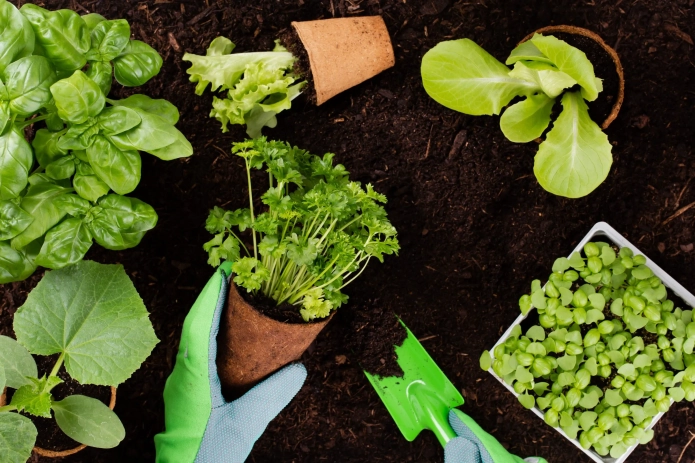 Solo Perfeito: Nutrição Essencial para o Crescimento Saudável - inspiração 2