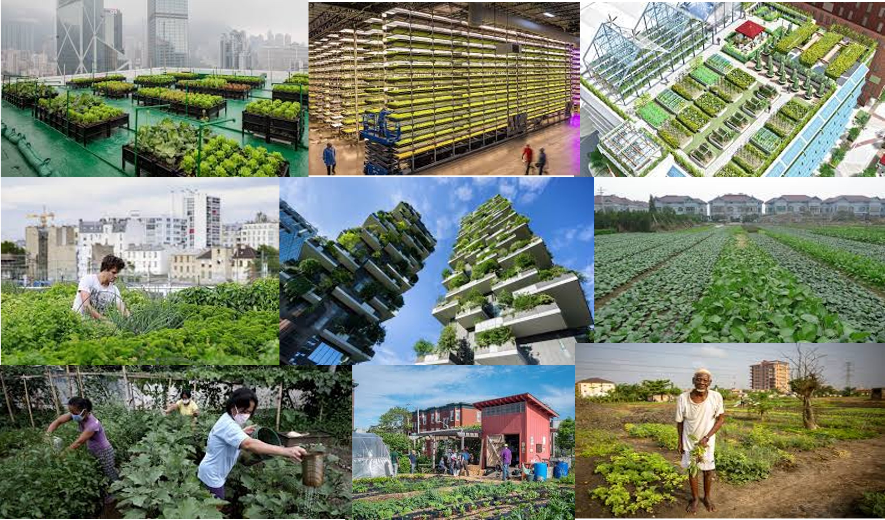 Irrigação: A Dose Certa de Água para Cada Planta - inspiração 1