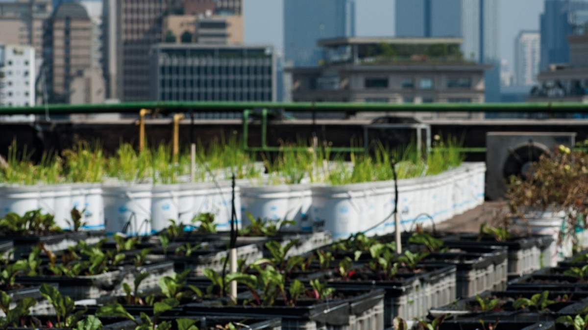 Adubação: Alimentando suas Plantas com Amor e Sabedoria - inspiração 1