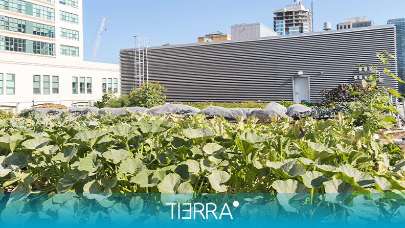 Adubação: Alimentando suas Plantas com Amor e Sabedoria - inspiração 2