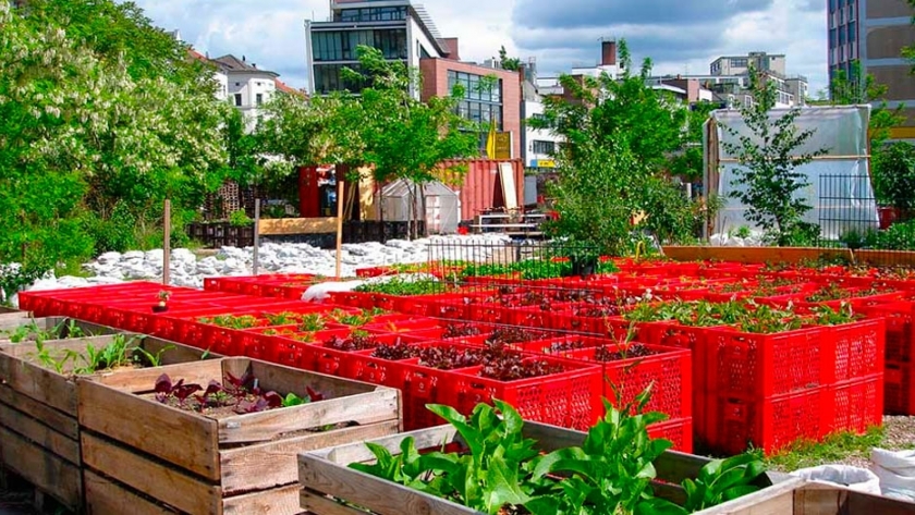 Controle de Pragas e Doenças: Soluções Naturais e Eficazes - inspiração 2