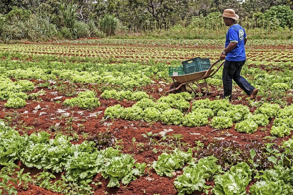 Tendências de Mercado Que Impulsionam a Agroecologia - inspiração 2
